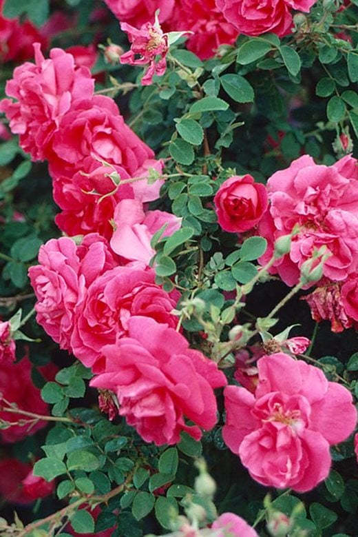 Rosa 'Cerise Bouquet'