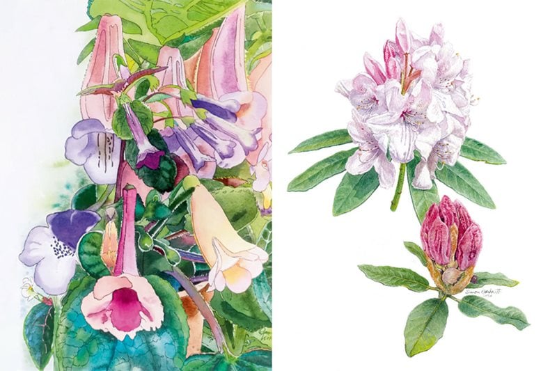 Sinningia species and Rhododendron halopeanum