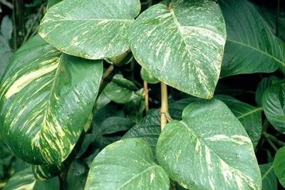 Epipremnum aureum