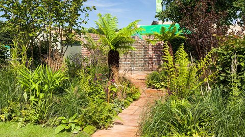 It's a jungle out there! Tree ferns rise from unfettered planting mixing grasses, ferns, perennials and shrubs