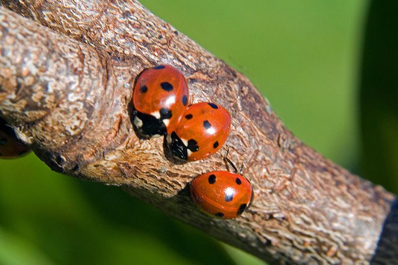Ladybirds on a branch