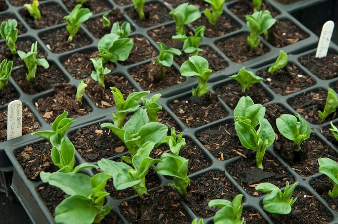 Broad bean seedlings