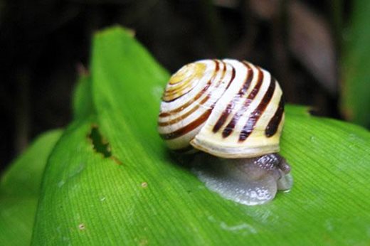 Banded snail