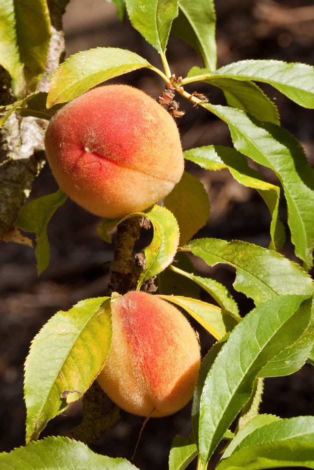 Peaches ripening on the tree