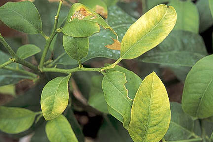 Yellow leaves on citrus caused by low temperatures. Credit:RHS/The Garden.