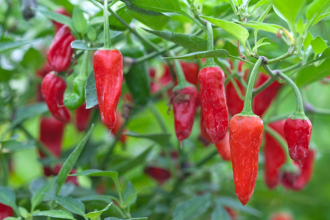 How to grow Chilli Peppers | RHS Vegetables