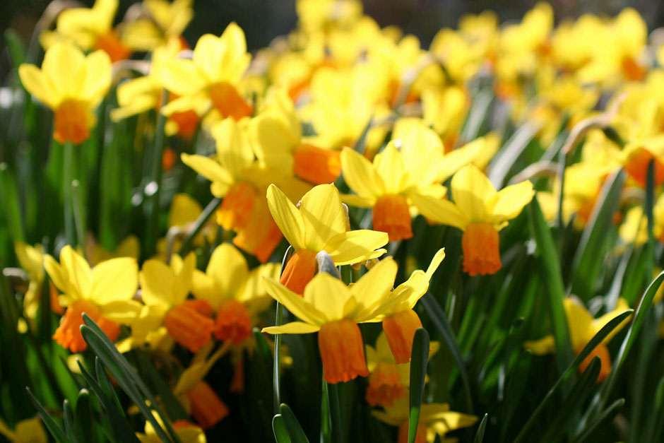 Get the best from your daffodils