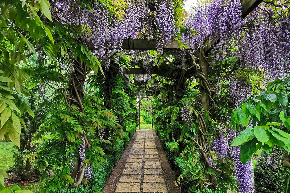 Wisteria at RHS Partner Gardens / RHS Gardening