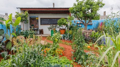 The CAMFED Garden: Giving Girls in Africa a Space to Grow
