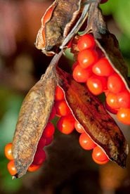 Discover Graham Rice's 10 best perennials for autumn colour / RHS Gardening