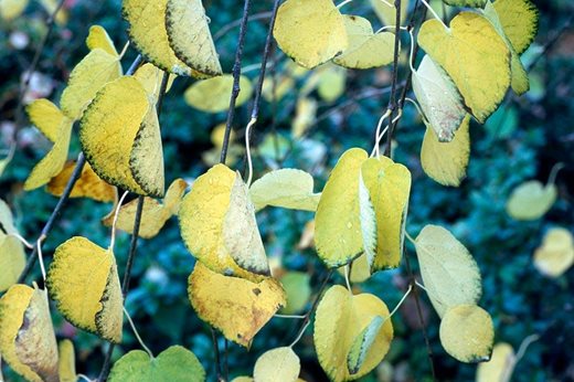 Cercidiphyllum japonicum Pendulum