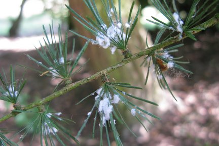 Pine Bark Adelgids Infest White Pines