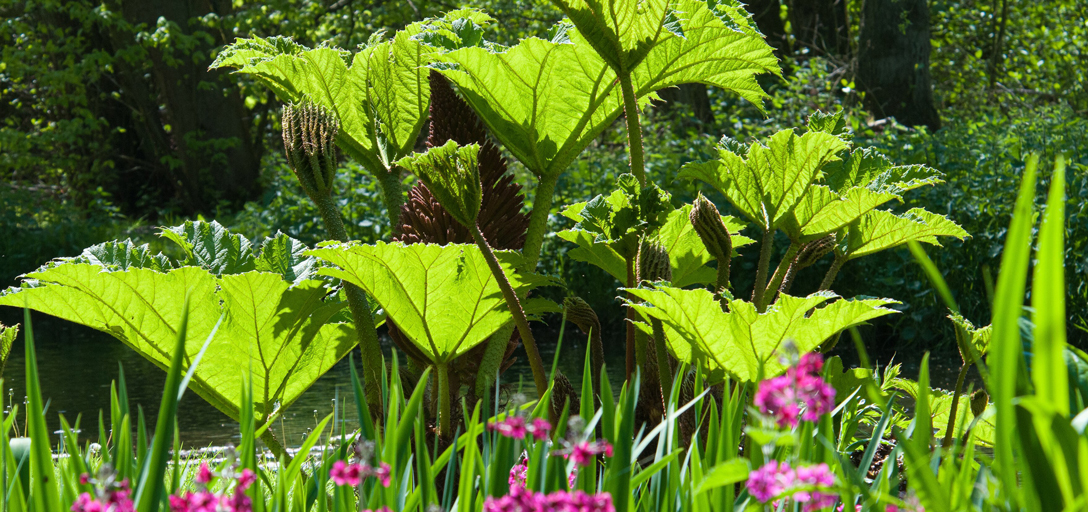 Gunnera  your questions answered / RHS Gardening