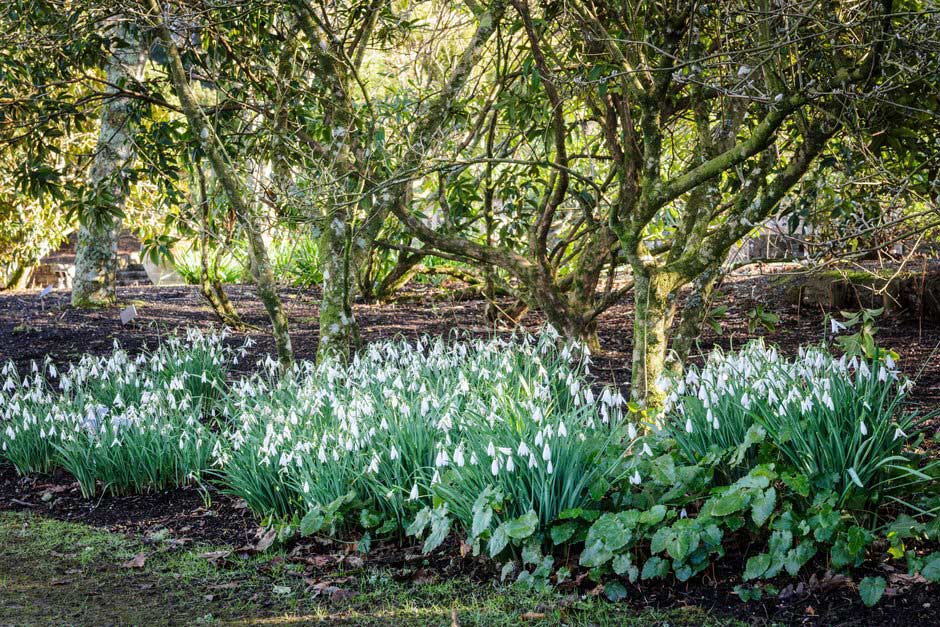 Snowdrops on the Rosemoor Winter Trail