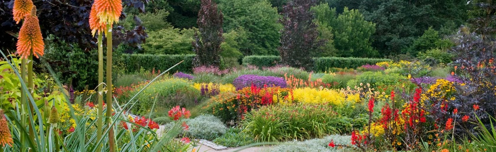 photograph of the garden