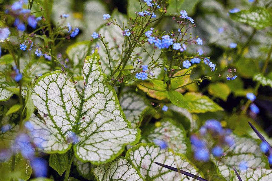 10 Award Winning Plants With Silver Leaves Rhs Gardening