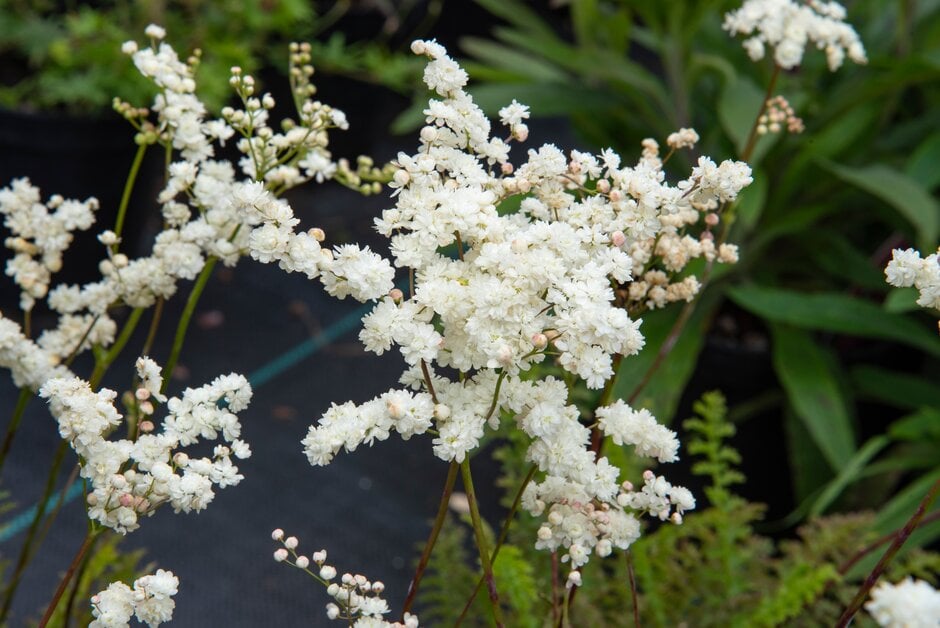 Filipendula vulgaris ‘Multiplex’