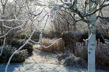 Rosemoor winter garden