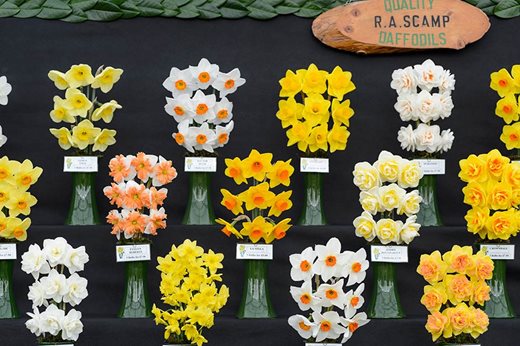 Narcissus (daffodils) on display