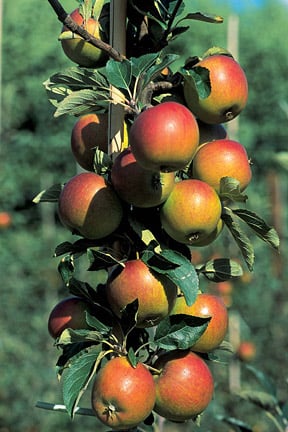 Heavy crops follow light crops when apples get into a pattern of biennial bearing. Image: RHS