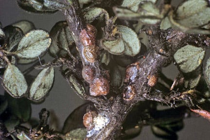 Brown scale on <i>Cotoneaster</i>. Credit: RHS/Science.