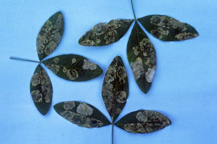 Laburnum leaf mining moth