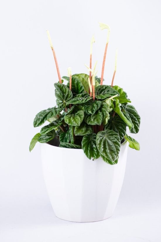 money tree planter Money Tree Plant with Planter - Small (12"-16" tall) Cream Planter