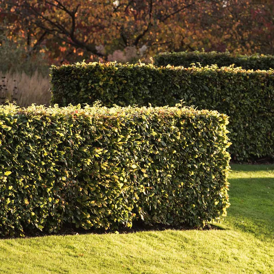 Border Hedges For Privacy