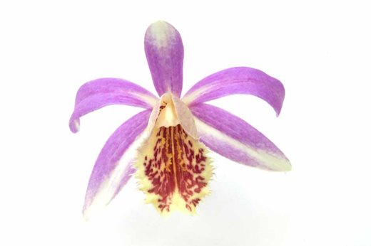 Pleione Harlequin gx Norman