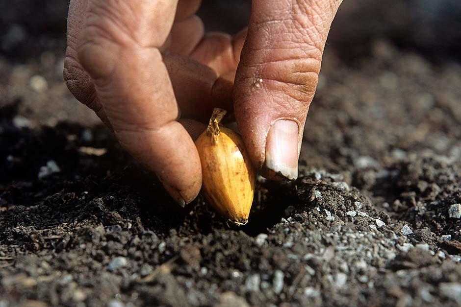 Growing Your Own - gardening advice and tips from the RHS / RHS Gardening