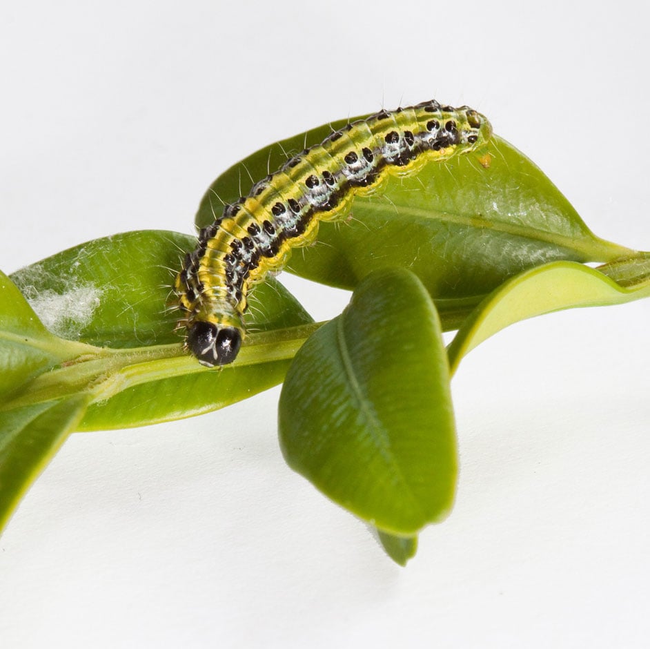 Box tree caterpillar (<i>Cydalima perspectalis</i>)
