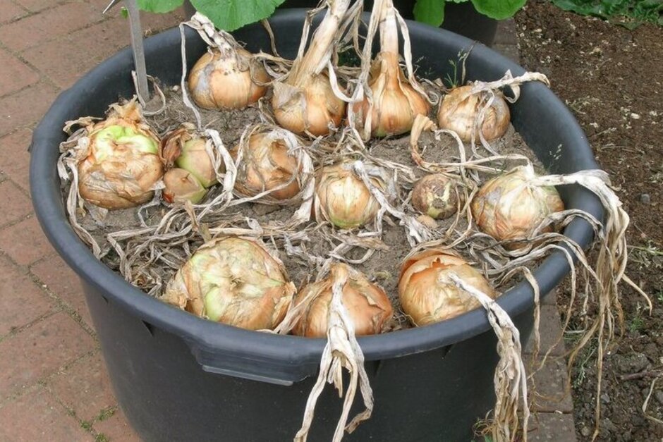 How to Plant Onion Sets in Raised Beds: Easy Steps for Success