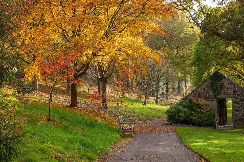 Glorious autumn colour at Rosemoor