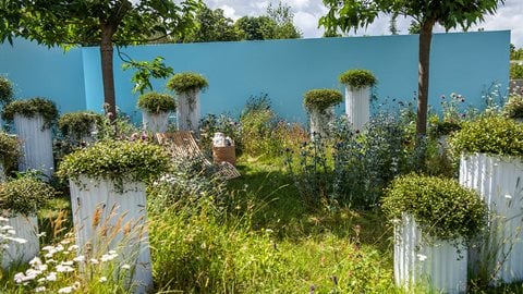 Wild meadow flowers such as yarrow and ox-eye daisies mingle with cultivated eryngiums and <i>Cirsium rivulare</i> ‘Atropurpureum'