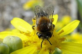 Solitary bee on Euryops