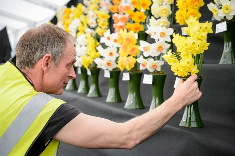Exhibitor puts final touches to daffodil display