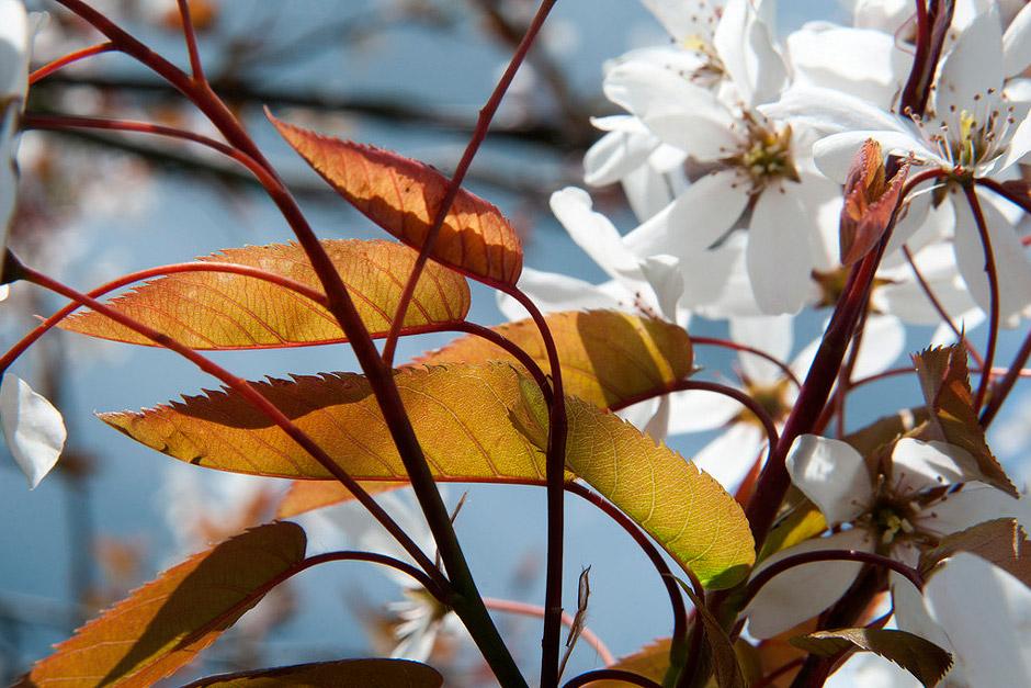 10 Flowering Trees For Small Gardens Rhs Gardening