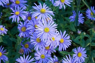 late-flowering perennials