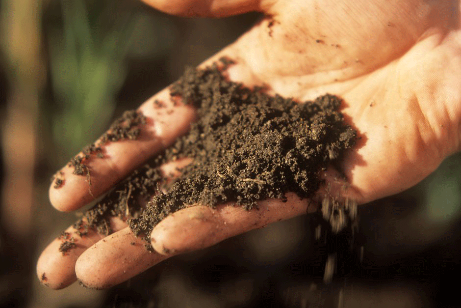 A gardener holds a handful of fine soil