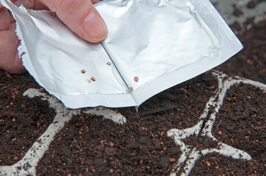 Sowing tomato seed