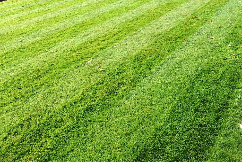 Make a beautiful new lawn by sowing seed in autumn or mid-spring