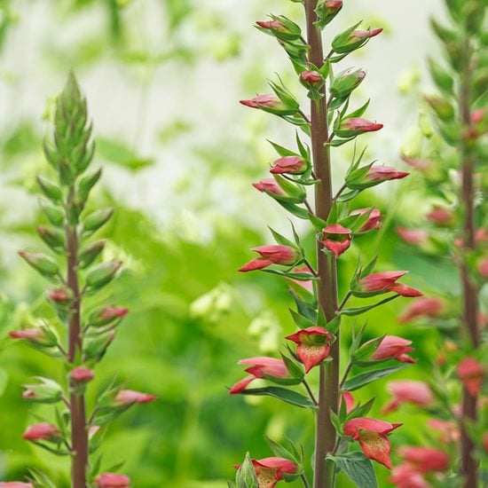 fluo plante Fluora Floor Plant | Elevated Mood Lighting