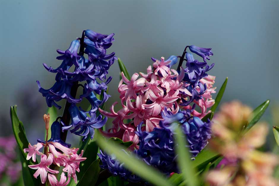 Discover hyacinths