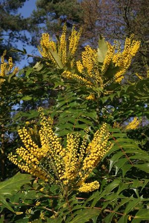 Get Started Pruning Shrubs Help Advice On How When To Prune Rhs Gardening