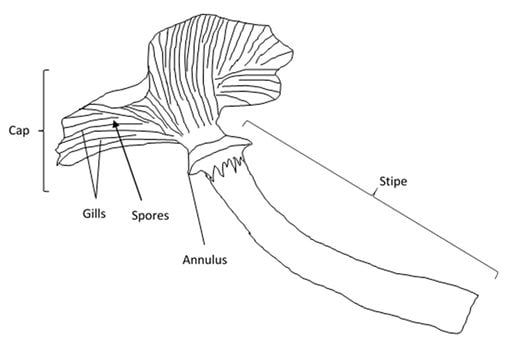 Honey fungus diagram (click to enlarge)