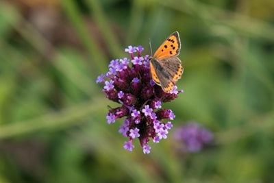 Butterfly sitting atop a Verbena bonariensis