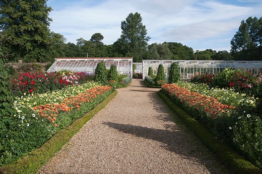 Rows of cut flowers at Forde Abbey Gardens