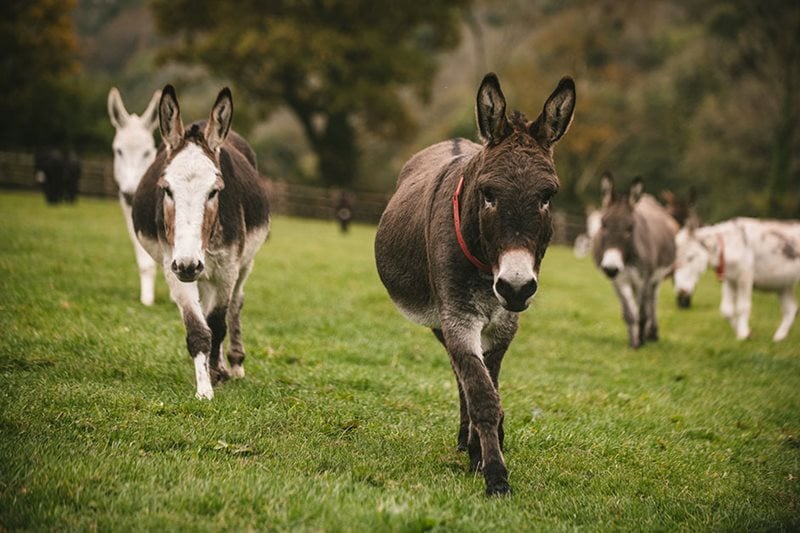 Donkeys at The Donkey Sanctuary by Matt Austin