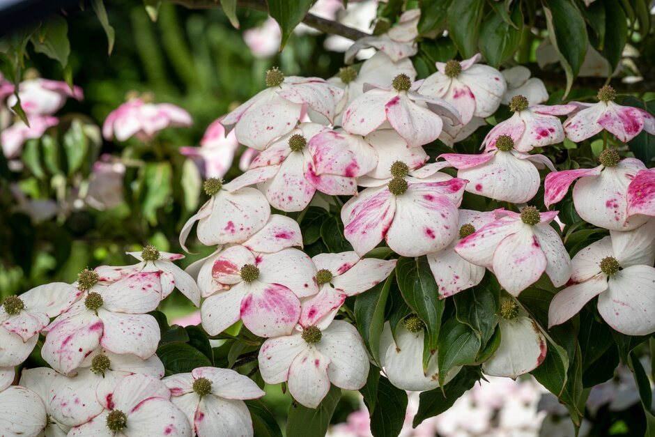 model.mustReadImage.alternativeText