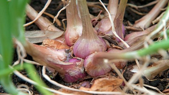 How to grow shallots / RHS Gardening